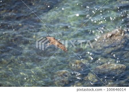 Osprey in winter over the sea surface03 100646014