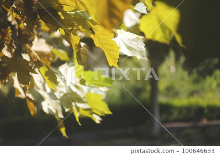 沐浴在秋天陽光下的法國梧桐行道樹 100646633