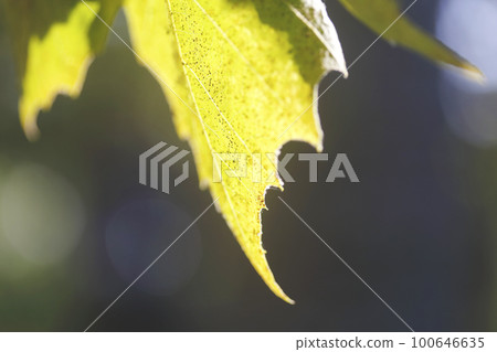 沐浴在秋天陽光下的法國梧桐葉 100646635