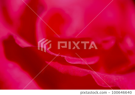 深紅色的玫瑰花別墅特寫圖片照片 100646640