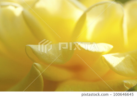 黃色玫瑰花瓣特寫圖像照片 黃色玫瑰花瓣特寫圖像照片 100646645