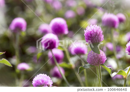 Pale purple red clover bathed in the autumn sunshine Pale purple red clover bathed in the autumn sunshine 100646648