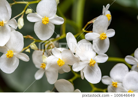 Begonia in spring blooms with very delicate white flowers. Begonia in spring blooms with very delicate white flowers. 100646649