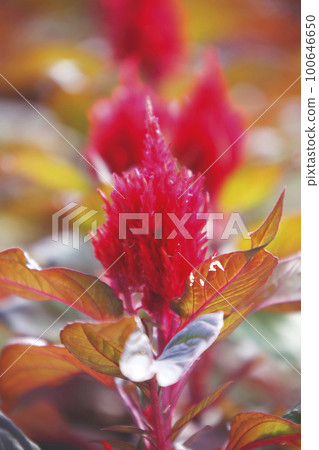 Red cockscomb flowers lined up in a flower bed bathed in the autumn sunshine 100646650