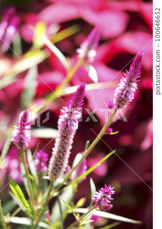 Celosia flower in a flower bed bathed in autumn sunshine Celosia flower in a flower bed bathed in autumn sunshine 100646652
