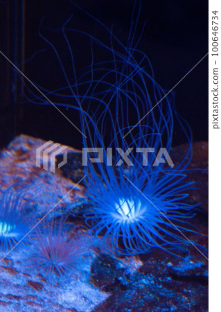 blue sea anemone blue sea anemone 100646734