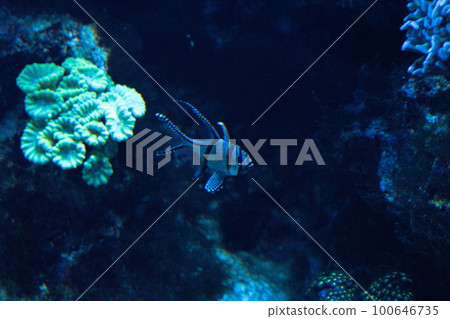 Amanogawa red sea bream swimming 100646735