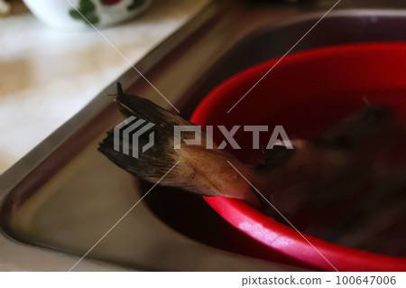 Defocus tail fish on big bowl. One large fresh raw gray fish herring lies in a red plastic bowl. Ready to preperation. Out of focus Defocus tail fish on big bowl. One large fresh raw gray fish herring lies in a red plastic bowl. Ready to preperation. Out of focus 100647006