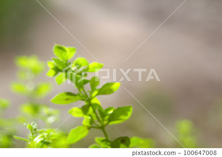 Blurred close up fresh nature view of green leaf on greenery background with copy space. Natural green plants landscape, ecology, fresh wallpaper concept. Out of focus Blurred close up fresh nature view of green leaf on greenery background with copy space. Natural green plants landscape, ecology, fresh wallpaper concept. Out of focus 100647008