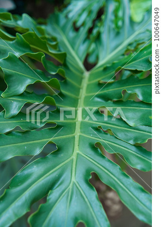 A huge leaf with holes in the rich green color of a tropical plant in the jungle 100647049