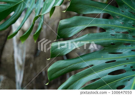 A huge leaf with holes in the rich green color of a tropical plant in the jungle 100647050
