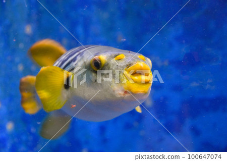 Aquarium Cute fishfish Aquarium Cute fishfish 100647074