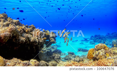 Nishihama Beach underwater photography of Okinawa Akajima 100647076