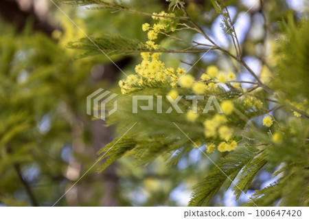 Mimosa (acacia) with cute yellow round small flowers Mimosa (acacia) with cute yellow round small flowers 100647420