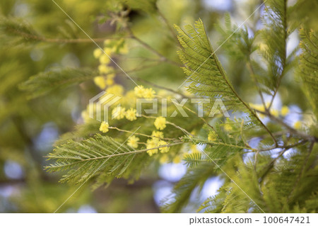 Mimosa (acacia) with cute yellow round small flowers Mimosa (acacia) with cute yellow round small flowers 100647421