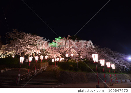 福井縣堺市丸岡市的丸岡城和櫻花盛開 福井縣堺市丸岡市的丸岡城和櫻花盛開 100647470
