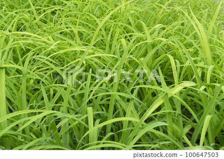 Beautiful green grass background in the nature Beautiful green grass background in the nature 100647503