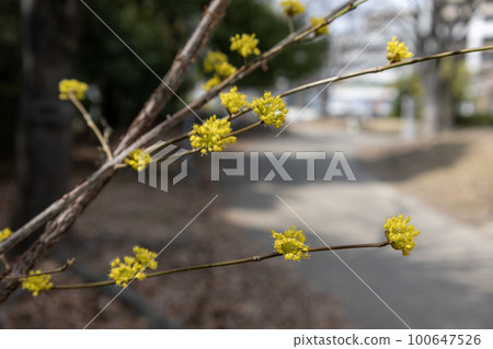 Japanese cherry tree with pretty yellow flowers Japanese cherry tree with pretty yellow flowers 100647526