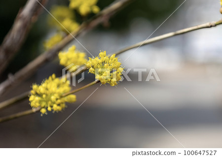 Japanese cherry tree with pretty yellow flowers Japanese cherry tree with pretty yellow flowers 100647527