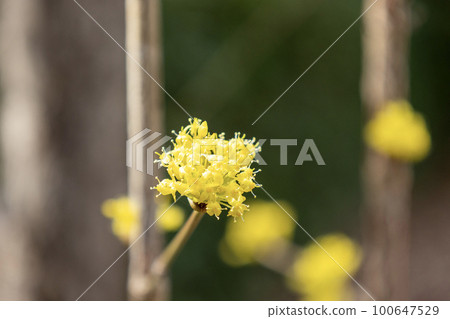 Japanese cherry tree with pretty yellow flowers Japanese cherry tree with pretty yellow flowers 100647529