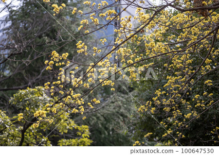 Japanese cherry tree with pretty yellow flowers Japanese cherry tree with pretty yellow flowers 100647530