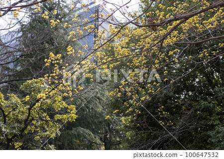 Japanese cherry tree with pretty yellow flowers 100647532
