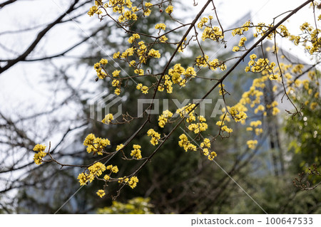 開著漂亮黃色花朵的日本櫻花樹 開著漂亮黃色花朵的日本櫻花樹 100647533
