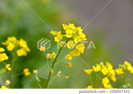 Rape blossoms 100647541