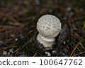 A round and white mysterious mushroom has grown 100647762