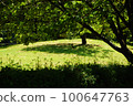 Circled tree and lush foliage 100647763