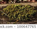 Mosses growing firmly on the trees 100647765