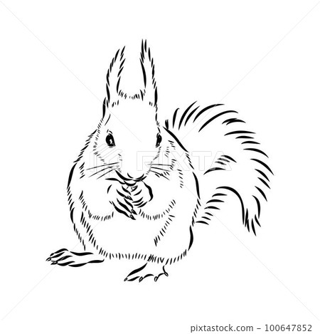 Hand drawn squirrel. Retro realistic animal isolated. Vintage style. Doodle line graphic design. Black and white drawing mammal. Vector sketch. Christmas animal. Hand drawn squirrel. Retro realistic animal isolated. Vintage style. Doodle line graphic design. Black and white drawing mammal. Vector sketch. Christmas animal. 100647852