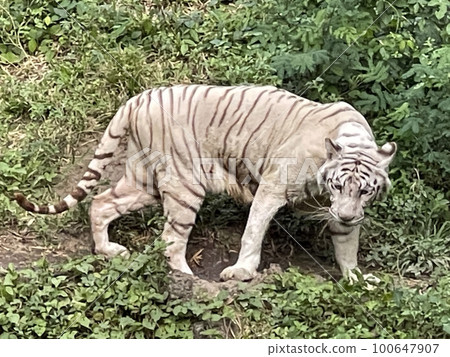 White Bengal tiger standing and looking straight. Bengal tiger (Panthera tigris tigris), looking restless 100647907