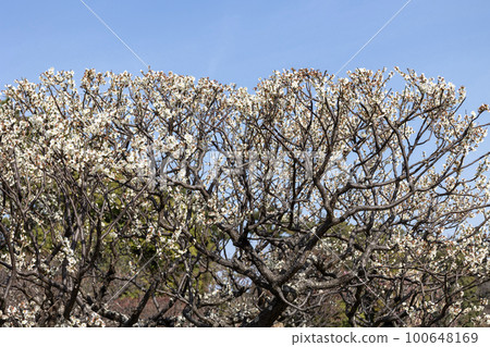 White Plum Flower (White Plum) <Toujibai/Toujiume> White Plum Flower (White Plum) <Toujibai/Toujiume> 100648169