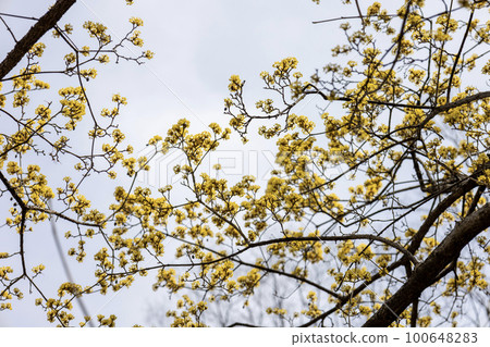 Japanese cherry tree with pretty yellow flowers Japanese cherry tree with pretty yellow flowers 100648283