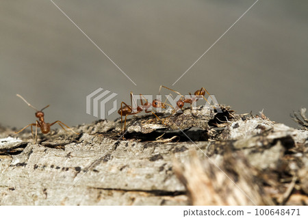 Close up red ant on tree in nature background at thailand Close up red ant on tree in nature background at thailand 100648471