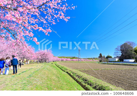 Rows of cherry blossom trees in full bloom for cherry blossom viewing Angyō Kanzakura cherry blossom blizzard Kita Asaba Sakuratsutsumi Park, Sakado City, Saitama Prefecture 100648606
