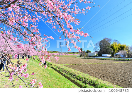 埼玉縣坂戶市北淺葉櫻堤公園 Angyō Kanzakura 一排排盛開的櫻花樹 100648785