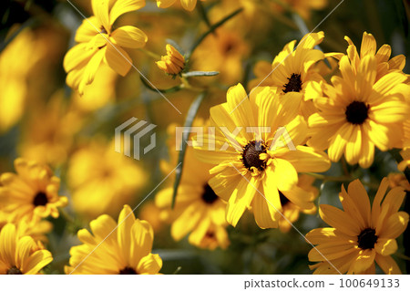 Yellow flowers of Yanagiba sunflower blooming in the autumn sunshine Yellow flowers of Yanagiba sunflower blooming in the autumn sunshine 100649133