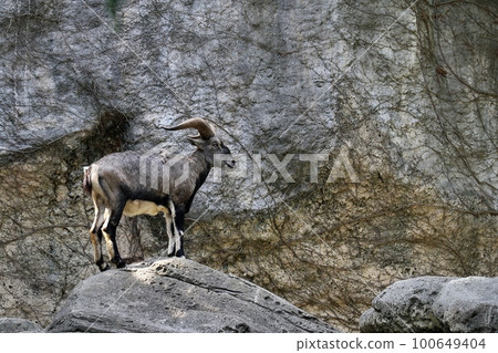 A male suchowan balal standing on a rock A male suchowan balal standing on a rock 100649404