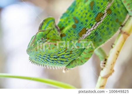 A close-up of a green common chameleon, a reptile from wildlife. Its fascinating animal themes show its unique beauty. 100649825