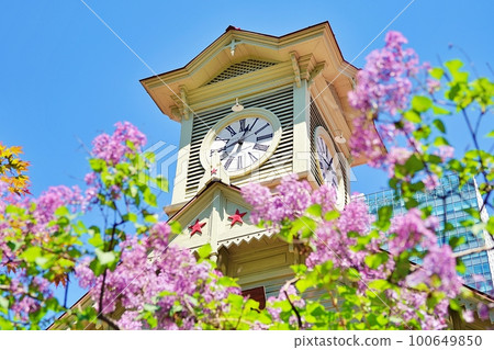Sapporo clock tower and lilac 100649850