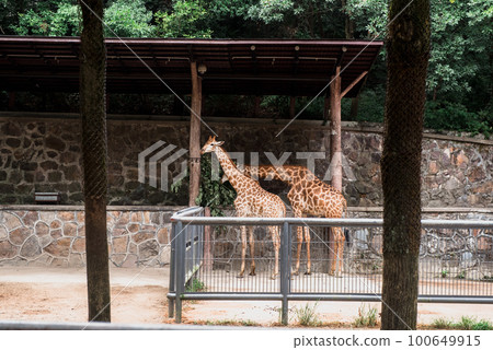 Hiking Trail In the Hangzhou Zoo. Beautiful nature 100649915
