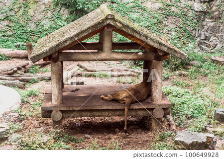 Hiking Trail In the Hangzhou Zoo. Beautiful nature 100649928