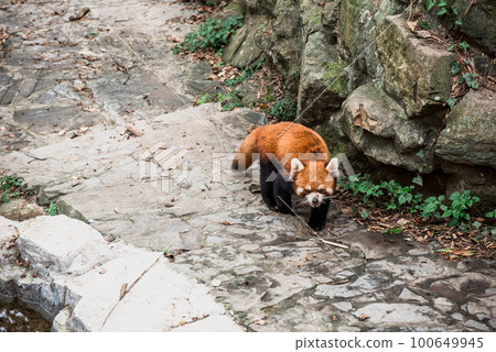 The Red Panda or firefox in the Hangzhou Zoo 100649945