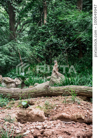 Hiking Trail In the Hangzhou Zoo. Beautiful nature 100649947