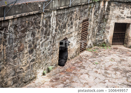 Hiking Trail In the Hangzhou Zoo. Beautiful nature 100649957
