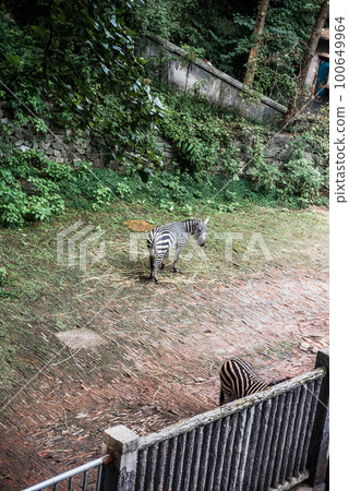 Hiking Trail In the Hangzhou Zoo. Beautiful nature Hiking Trail In the Hangzhou Zoo. Beautiful nature 100649964