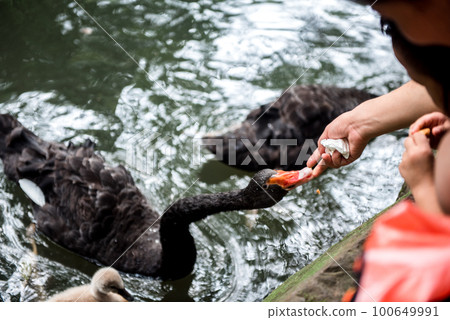 black swan swim iin the lake at the Hangzhou Zoo,dark tone black swan swim iin the lake at the Hangzhou Zoo,dark tone 100649991