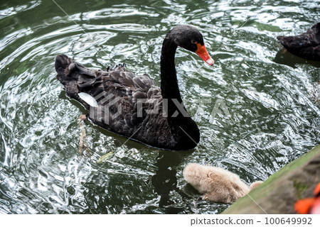 black swan swim iin the lake at the Hangzhou Zoo,dark tone black swan swim iin the lake at the Hangzhou Zoo,dark tone 100649992
